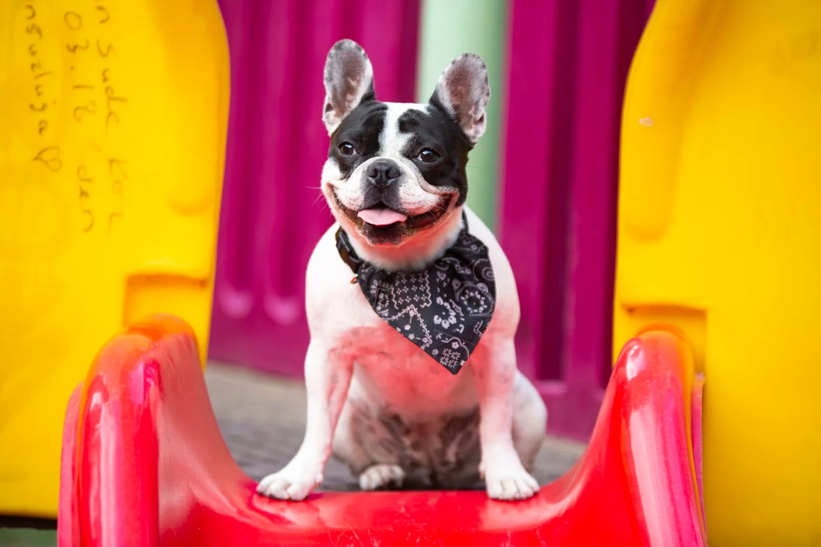 TUIGEN EN HALSBANDEN